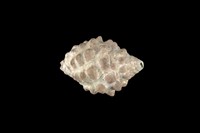 藏品(結螺)的圖片